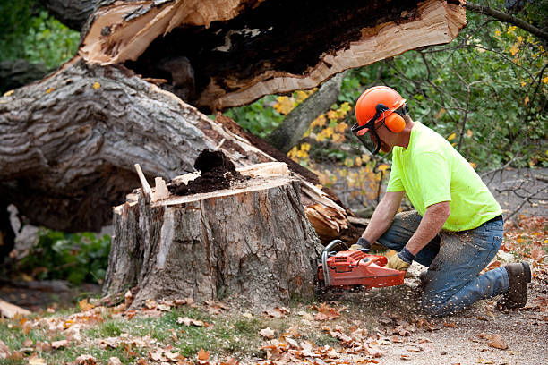 Trusted Hewlett Harbor, NY Tree Care Services Experts